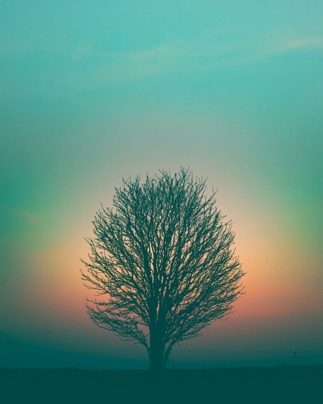 a tree in a field with a sunset behind it
